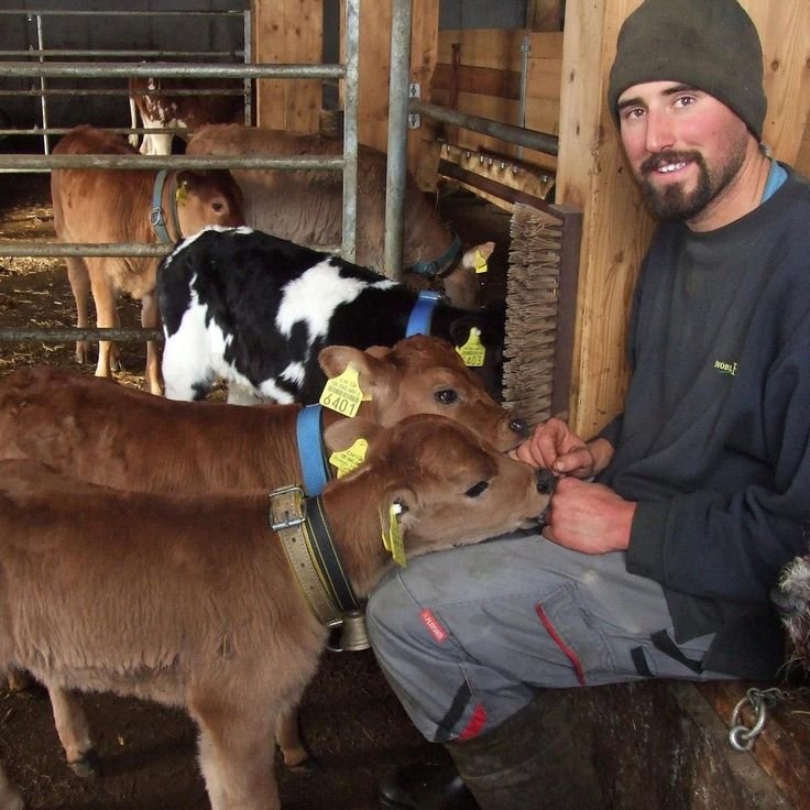 Dairy Cattle Farm Worker