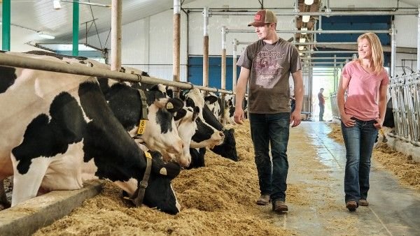 Dairy Farm Assistant Job in New Zealand
