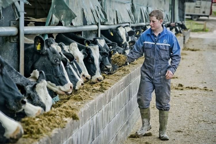 Dairy Farm Assistant Job in New Zealand