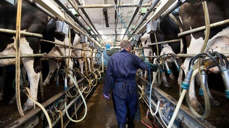Dairy Farm Worker Job in Canada