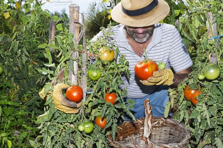 Tomato Picking job in Australia 