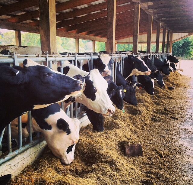 Dairy Farm Assistant Job in New Zealand