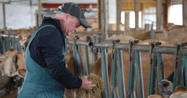 Dairy Farm Worker Job in Australia