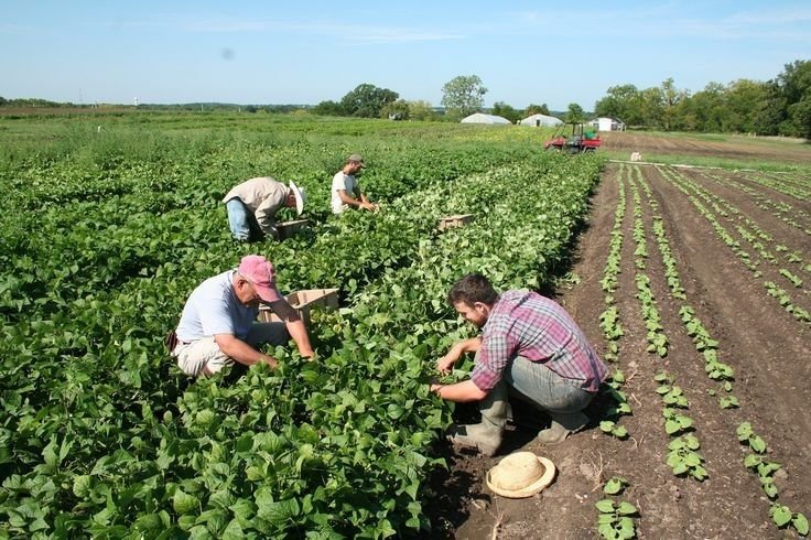 Farm Worker Job in Canada