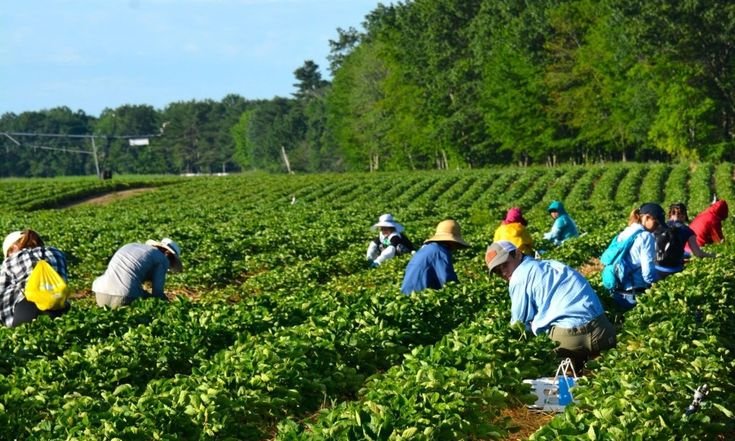 Farm Labourer Job in Canada