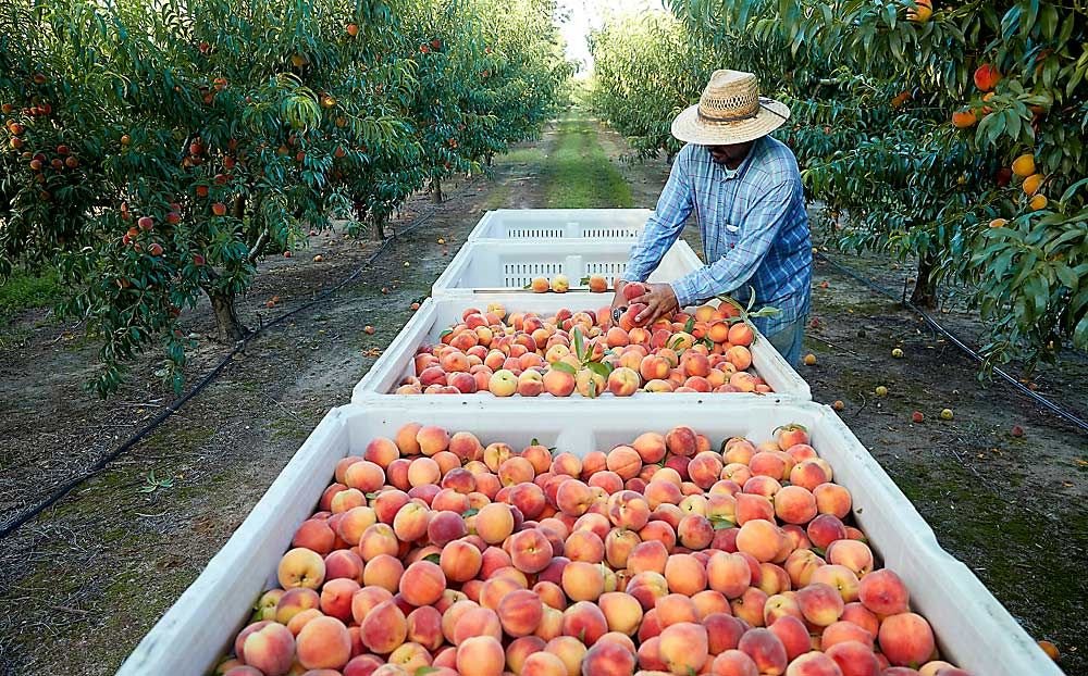 Fruit Farm Labourer Job in Canada