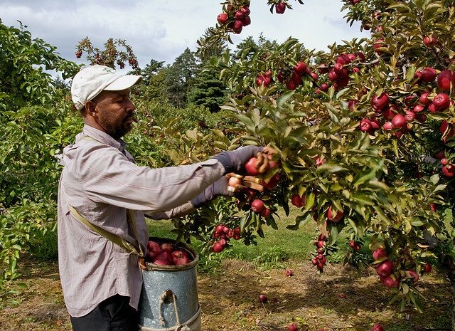 Fruit Farm Worker Job in Canada