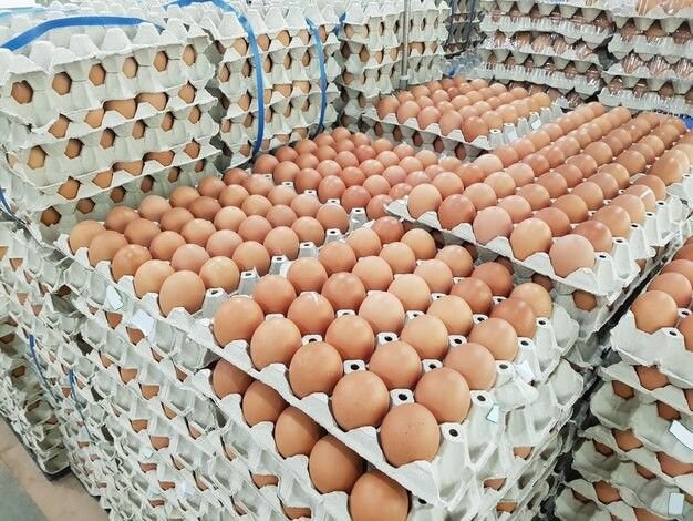 Egg Packer Job in Saudi Arabia