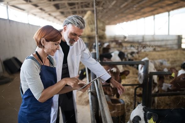 Dairy Farm Team in New Zealand