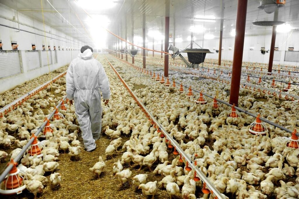 Poultry Farm Worker Job in Australia