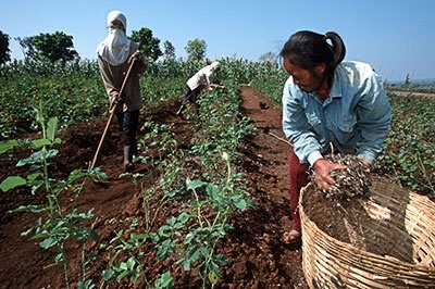 Farm Deputy Manager Job in Dubai