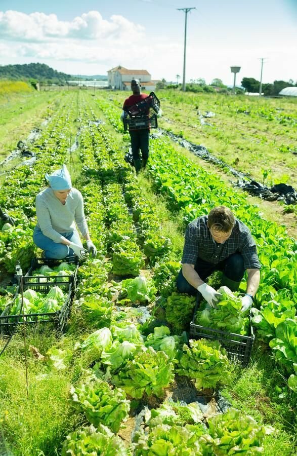 Farm Hand Job in New Zealand