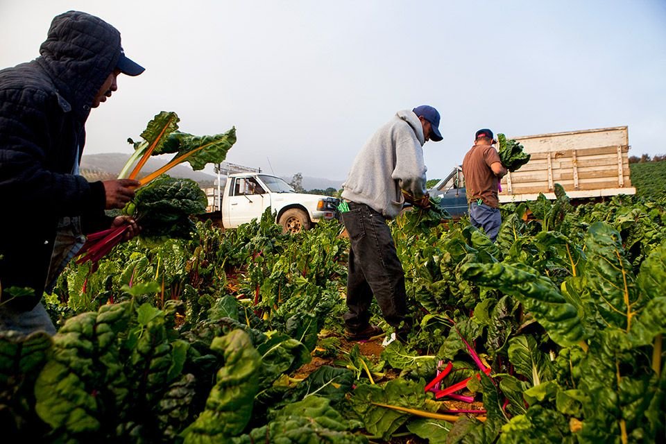 Farm Worker Job in Canada