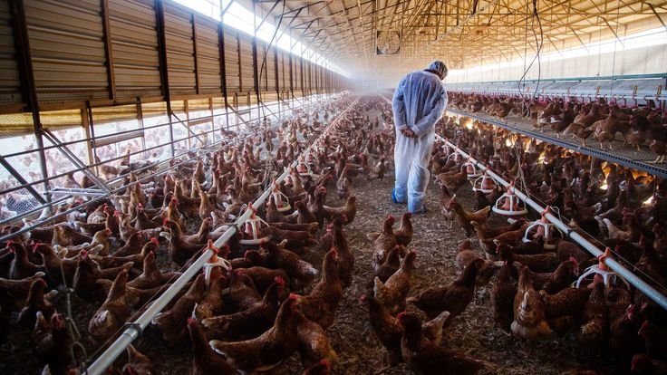 Poultry Farm Manager Job in Australia