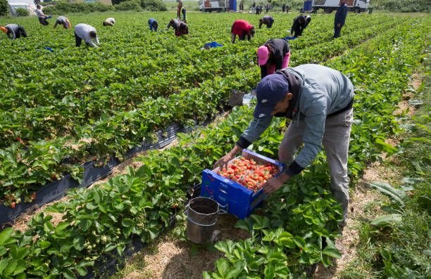 Farm Worker Job in Canada