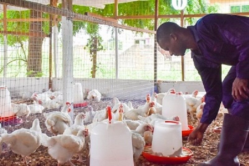Poultry Farm Worker Job in Australia
