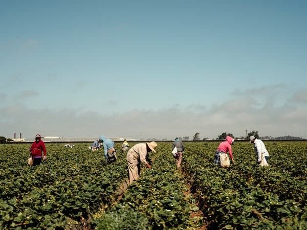 Farm Worker Job in Canada