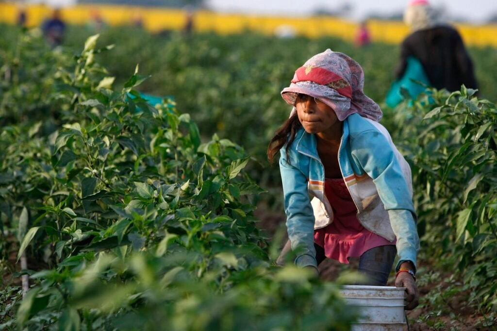Farm Worker Job in Canada