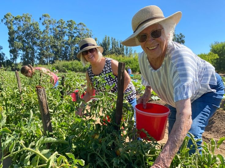 Tomato Picking Job in Australia