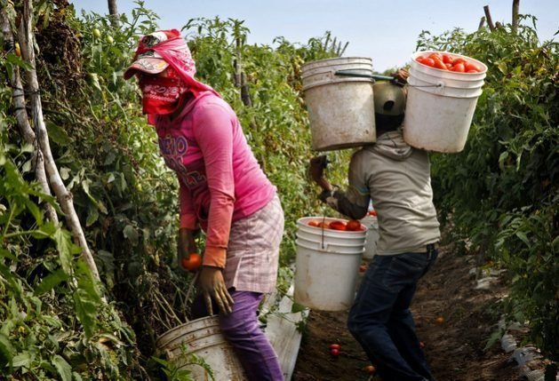 Farm Worker Job in Mexico