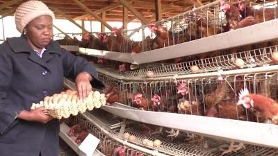Poultry Farm Worker Job in Mexico