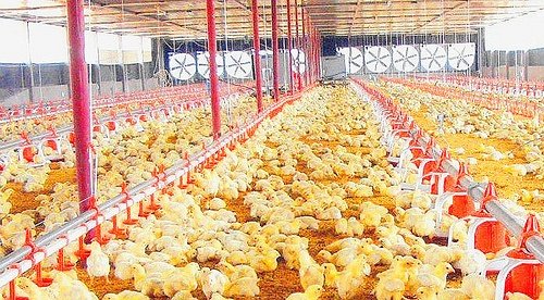 Poultry Farm Worker Job in Australia