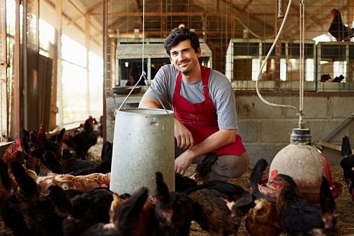 Poultry Farm Worker Job in Australia